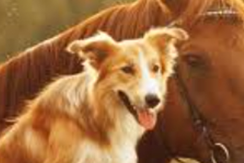 2026年第038期幽默猜测：夕阳下