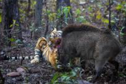 2026年第039期幽默猜测：对决